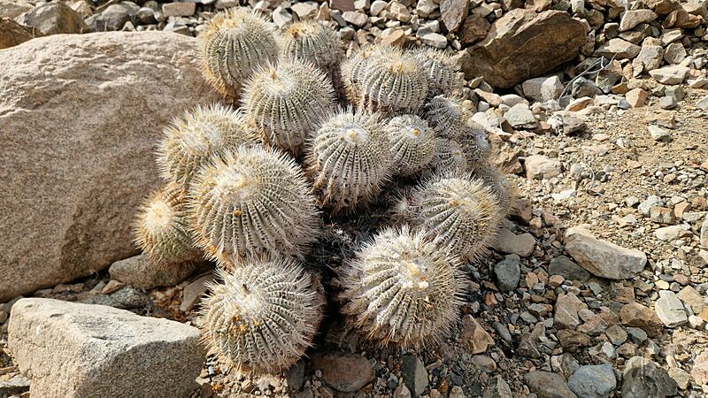 Copiapoa cinerea 44