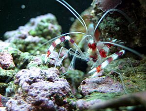 Archivo:Coral banded shrimp - by BJ Beggerly