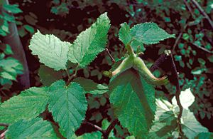 Archivo:Corylus cornuta foliage