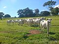 Criacao de Gado Nelore da familia Leite - panoramio