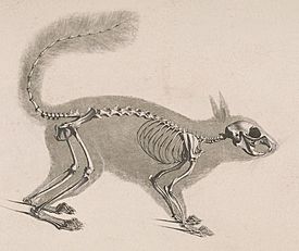 Archivo:Die vergleichende Osteologie (1821) Sciurus vulgaris