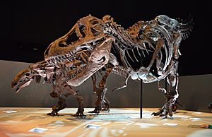 Archivo:Dinosaur Exhibit at Houston Museum of Natural Science - Dec 2013