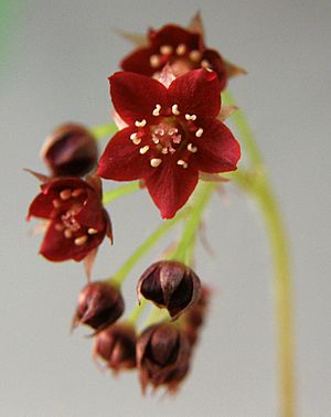 Archivo:Drosera adelae flower