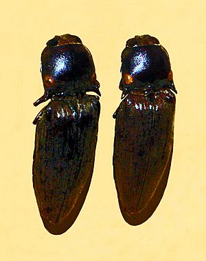 Archivo:Elateridae - Pyrophorus tuberculifer