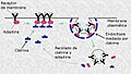Endocytosis-receptors