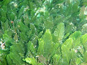 Archivo:Feathery caulerpa at Finlay's Point PA011699