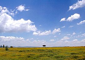 Field near San Miguel de Allende.jpg