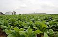 Field of Tobacco in Intercourse Pennsylvania 2984px