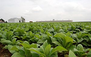 Archivo:Field of Tobacco in Intercourse Pennsylvania 2984px
