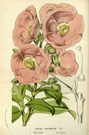 Archivo:Flore des serres v15 001a
