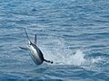 Florida Sailfish