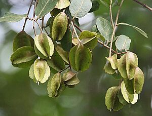 Archivo:Fruit I IMG 9577