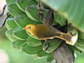 Golden white-eye