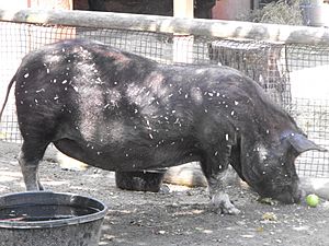 Archivo:Guinea Hog, Roger Williams Park Zoo