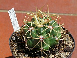 Archivo:Gymnocalycium multiflorum