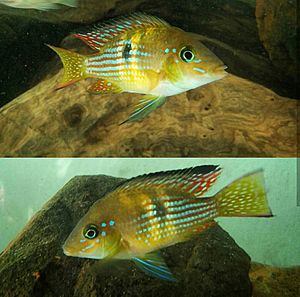 Gymnogeophagus terrapúrpura.jpg