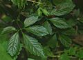 Gynostemma pentaphyllum 1