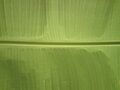 Hoja de Cambur
