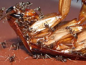 Archivo:Hormigas con cucaracha IMGP0311