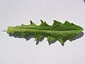 Hypochaeris radicata blatt