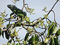 Iguana iguana STC
