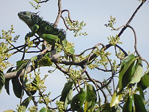 Archivo:Iguana iguana STC