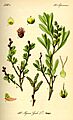 Illustration Myrica gale0