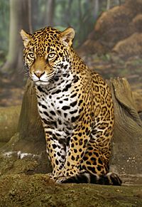 Archivo:Jaguar sitting-edit1
