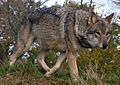 Lunca-European-Wolf
