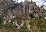 Lunca-European-Wolf.jpg