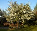 Malus sieboldii A