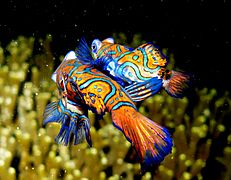 Mandarin Fish - mating