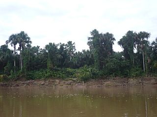 Manu River 2012-4.jpg