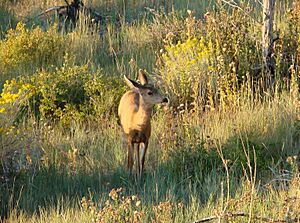 Archivo:Morning Fawn, Mesa Verde NP 2008 (8597614267)