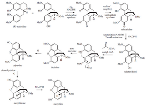 Archivo:Morphine biosynthesis