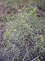Mulinum spinosum - general view - 01