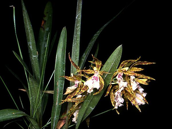 Odontoglossum tenue Orchi 01