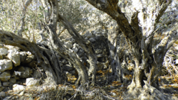 Archivo:Old olive tree in Bidnija, Malta trunks