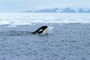 Archivo:Orca with iceball cropped