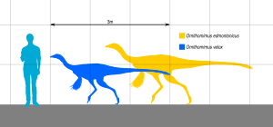 Archivo:OrnithomimusSizeComparison
