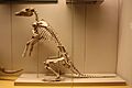 Orycteropodidae skeleton-2