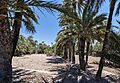 Palmeral, Elche, España, 2014-07-05, DD 23