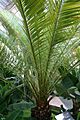 Phoenix Canariensis (1) (11982925004)
