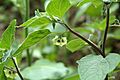 Physalis coztomatl flower1