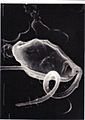 Procryptobia glutinosa x20,000 Scanning EM
