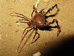 Pseudo-araña nocturna (opilion).jpg
