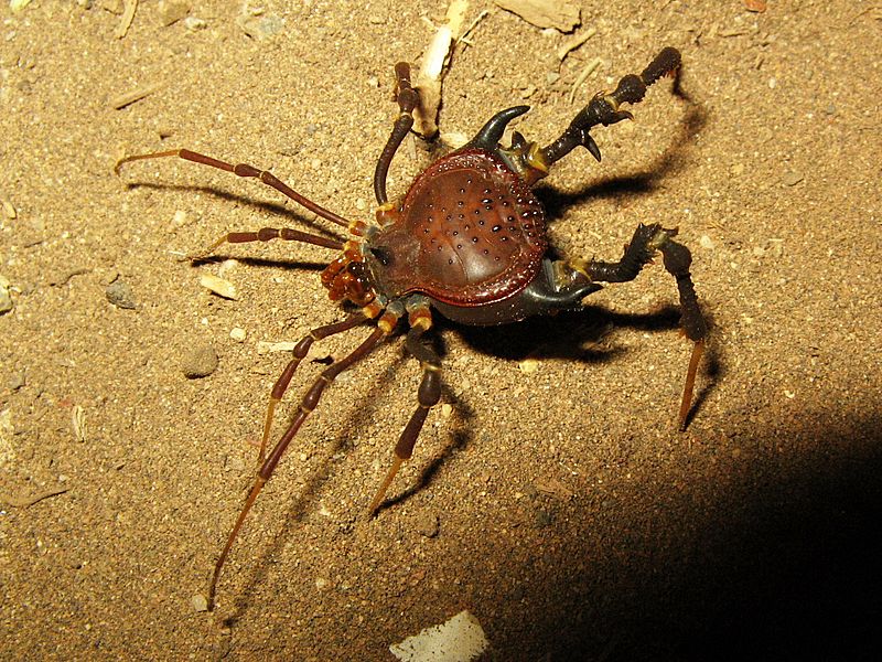 Pseudo-araña nocturna (opilion)