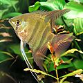 Archivo:Pterophyllum leopoldi