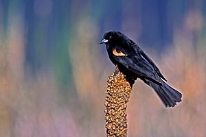 Archivo:Red-winged Blackbird