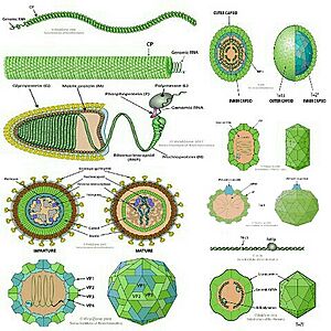 Archivo:Riboviria virions
